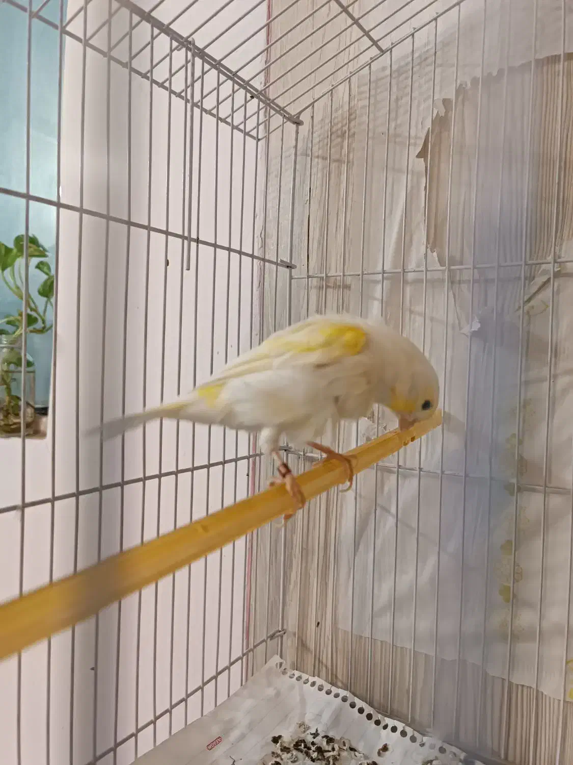 قناری موزاییکی زرد اورجینال|پرنده|سبزوار, ولیعصر (نجار آباد)|دیوار