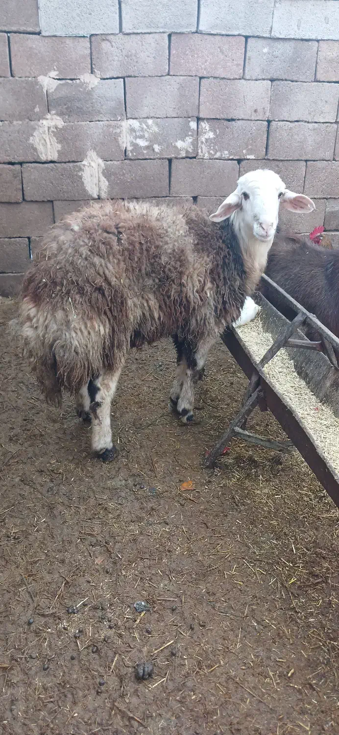 بره قوچی بروجردی|حیوانات مزرعه|زاوه, |دیوار