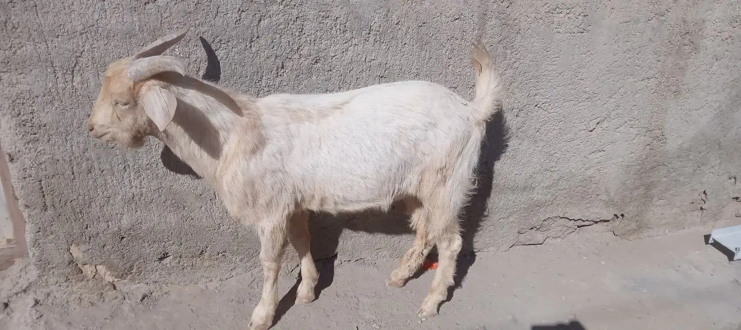 بزسانن|حیوانات مزرعه|پشتکوه (سیستان و بلوچستان), |دیوار