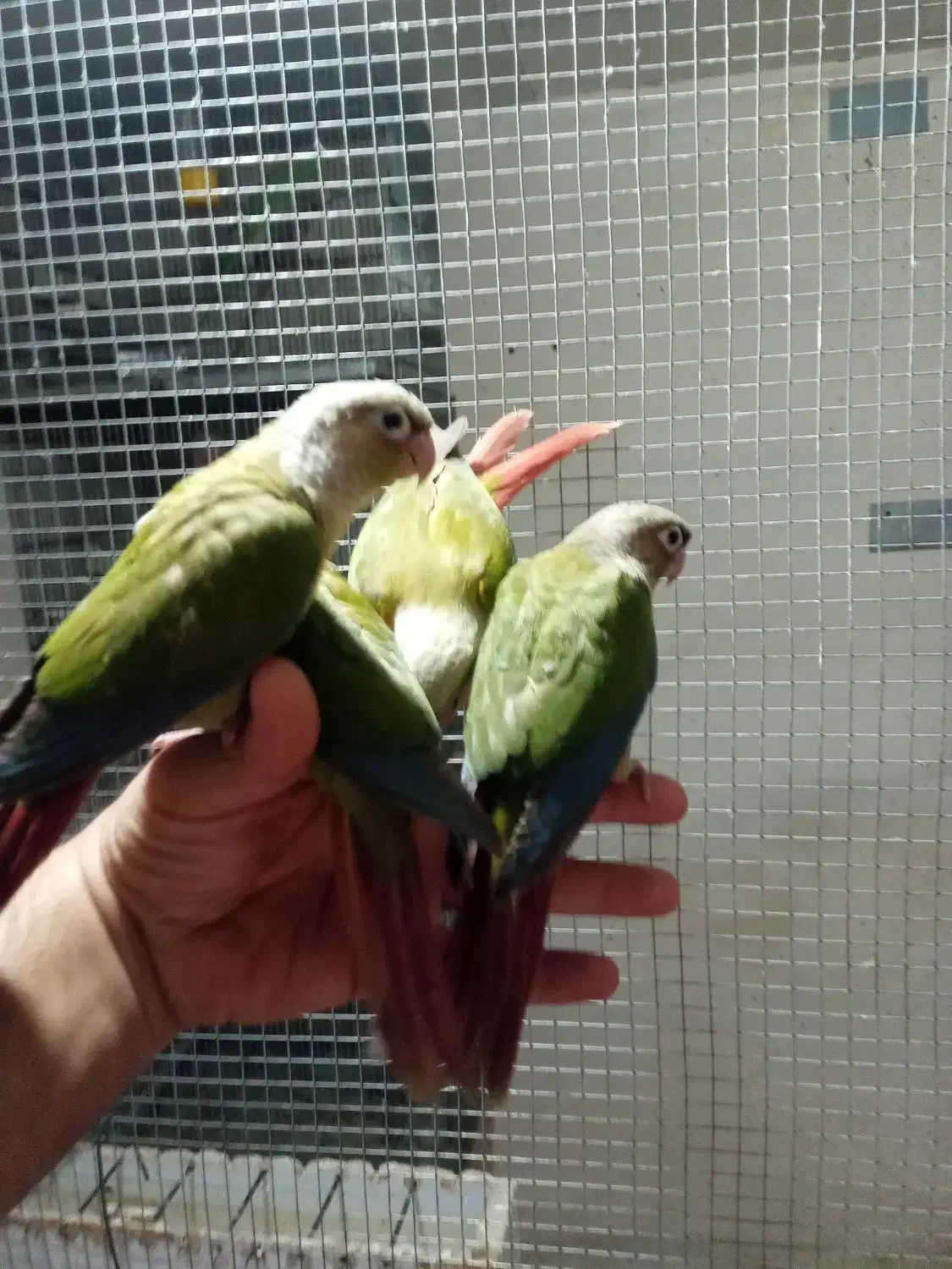 طوطی گرینچیک|پرنده|دزفول, |دیوار