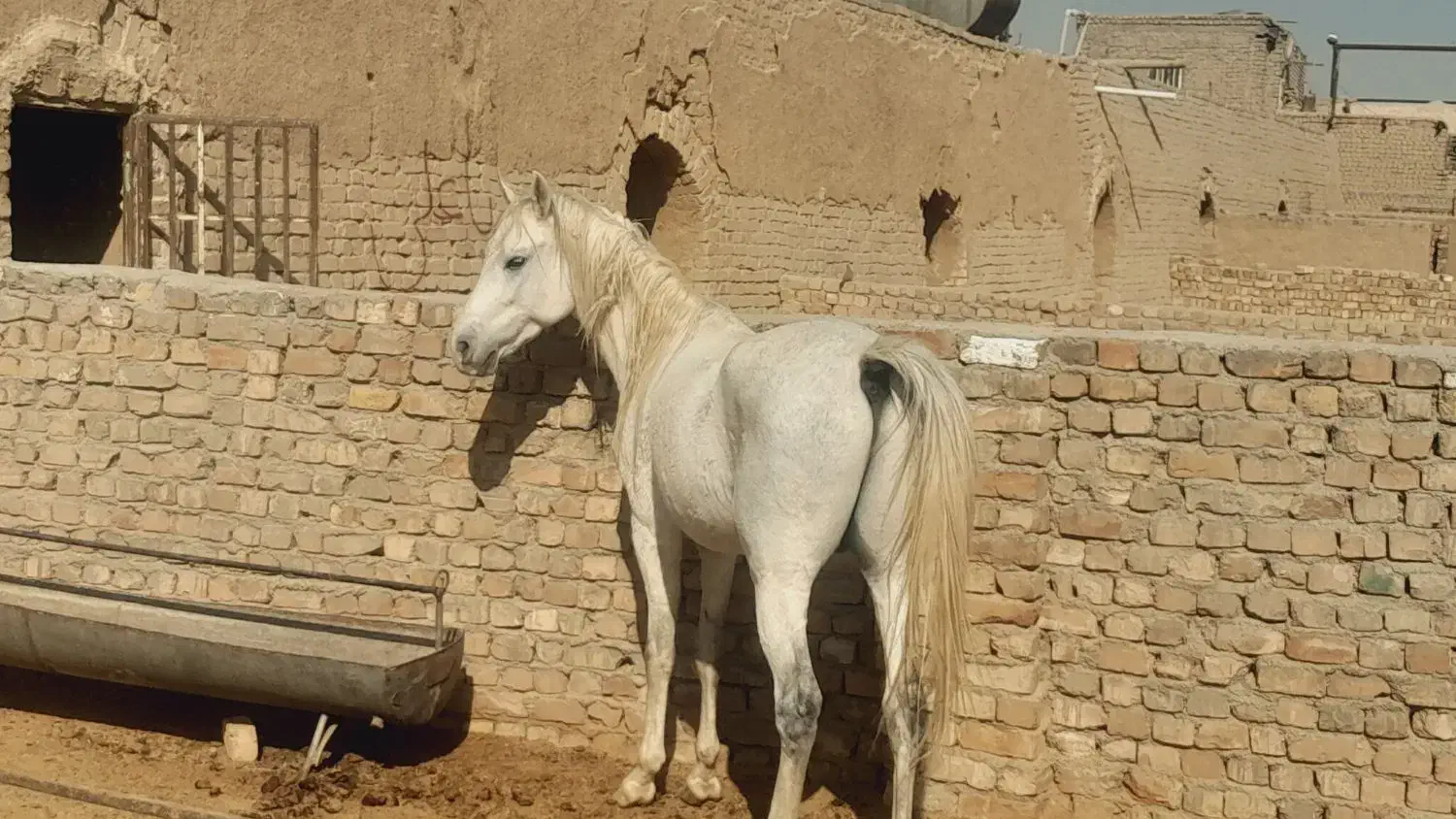 اسب عرب|اسب و تجهیزات اسب‌سواری|قنوات, |دیوار