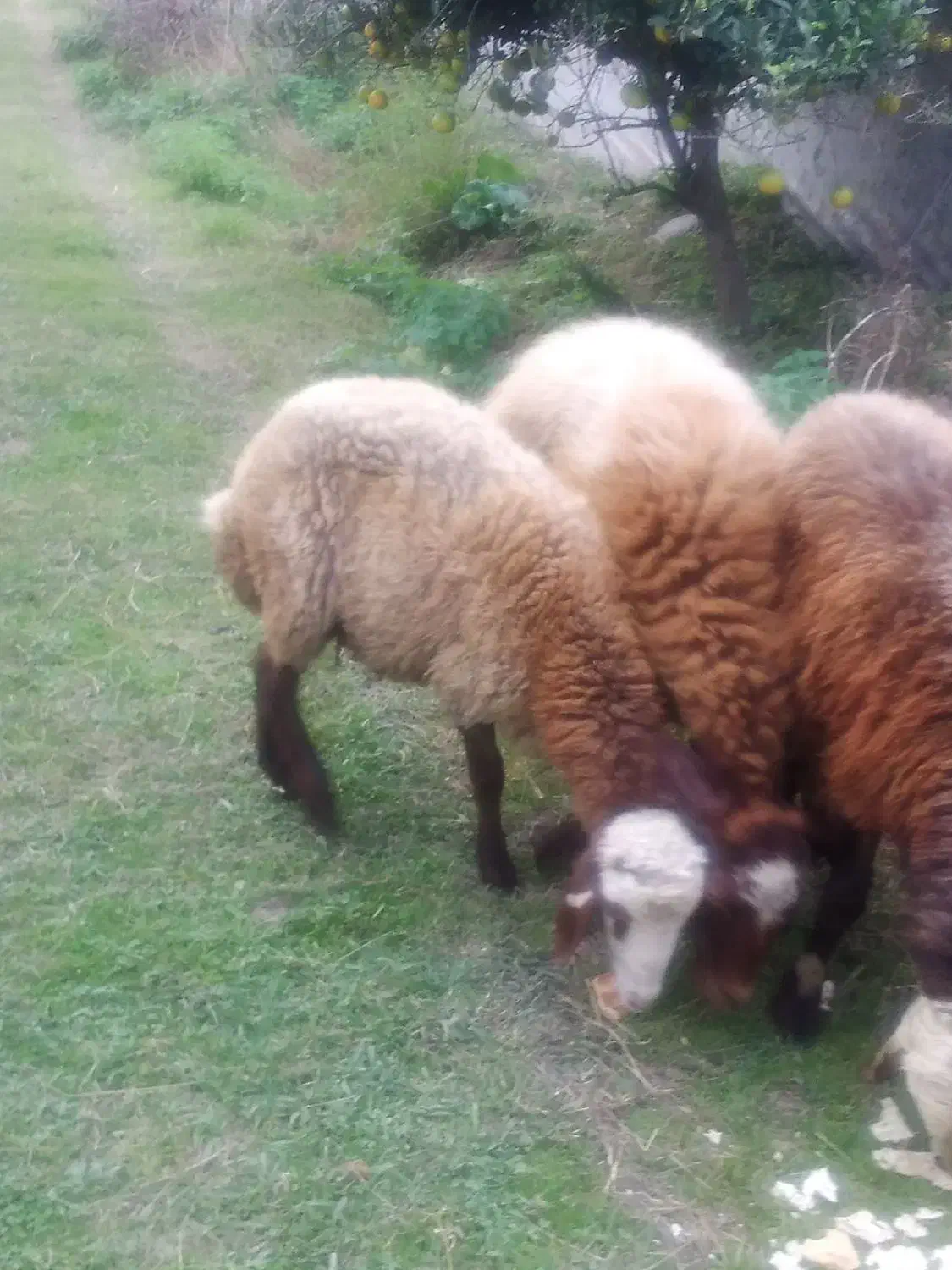 فرش یک گوسفند ماده و یک گوسفند نر|حیوانات مزرعه|چالوس, |دیوار