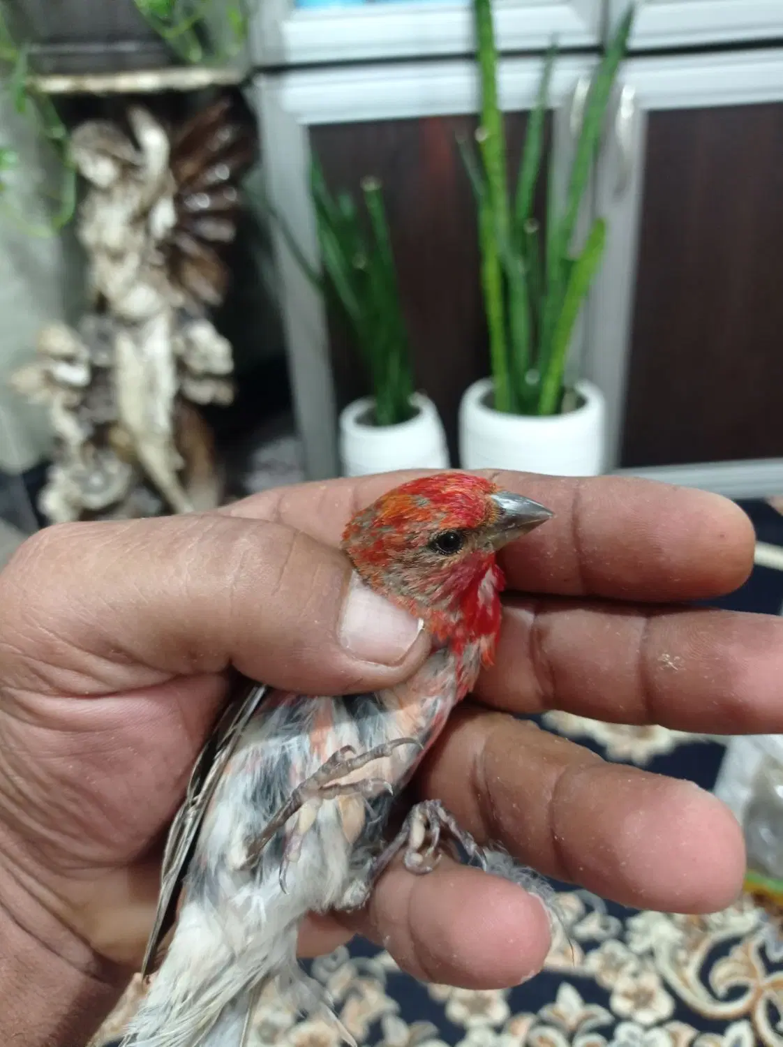 سهره|پرنده|گرگان, |دیوار