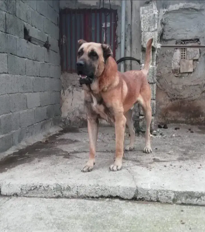 سگ سراب|حیوانات|رشت, کوی مهر|دیوار