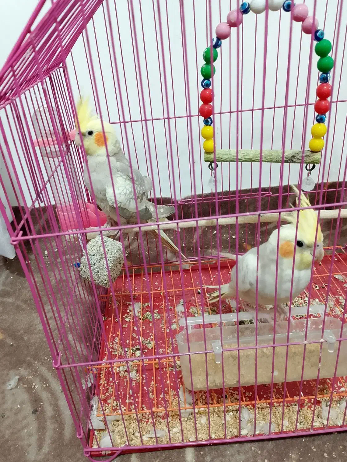 فروش عروس هلندی|پرنده|آستارا, |دیوار