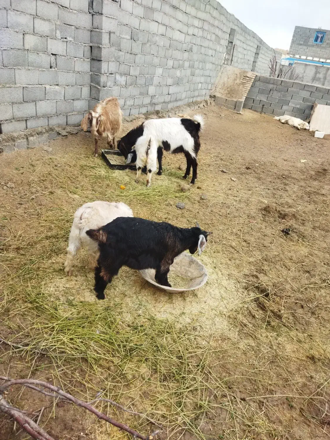 بز وبزغاله|حیوانات مزرعه|شیروان (خراسان), |دیوار