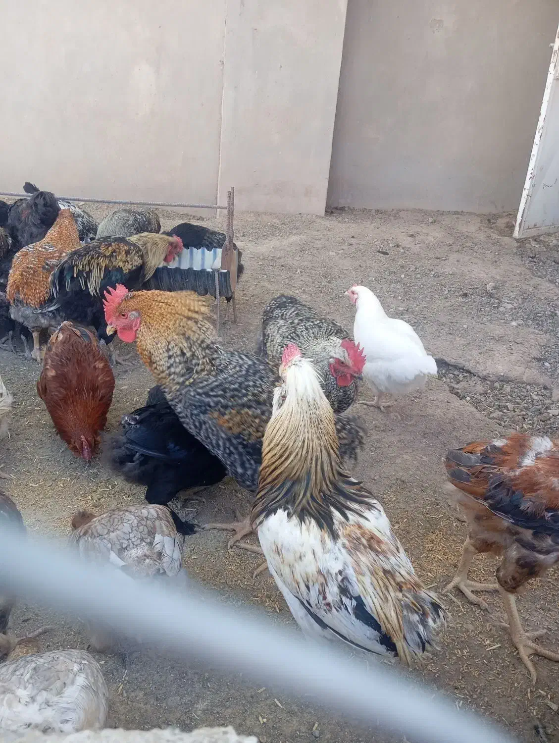 خروس و اردک|حیوانات مزرعه|فریمان, |دیوار