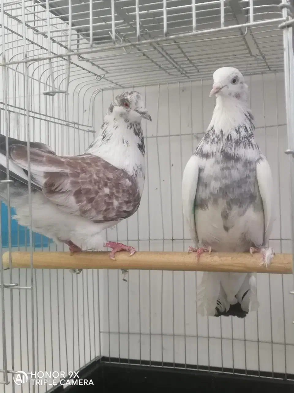 کبوتر تهرانی|پرنده|هشتگرد, شهرک گلها|دیوار