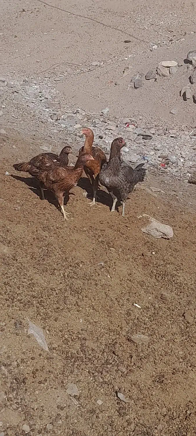 مرغ لاری|حیوانات مزرعه|میانه, |دیوار