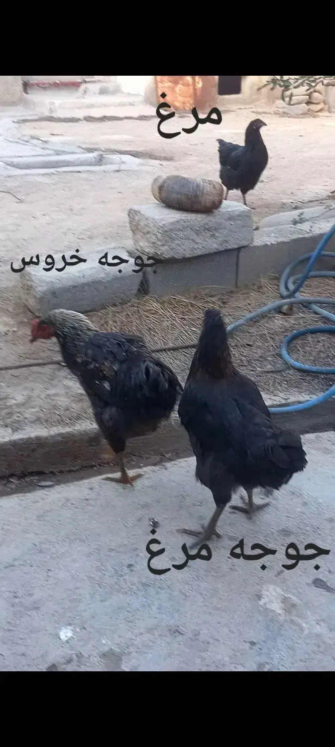 مرغ خروس|حیوانات مزرعه|مینودشت, |دیوار