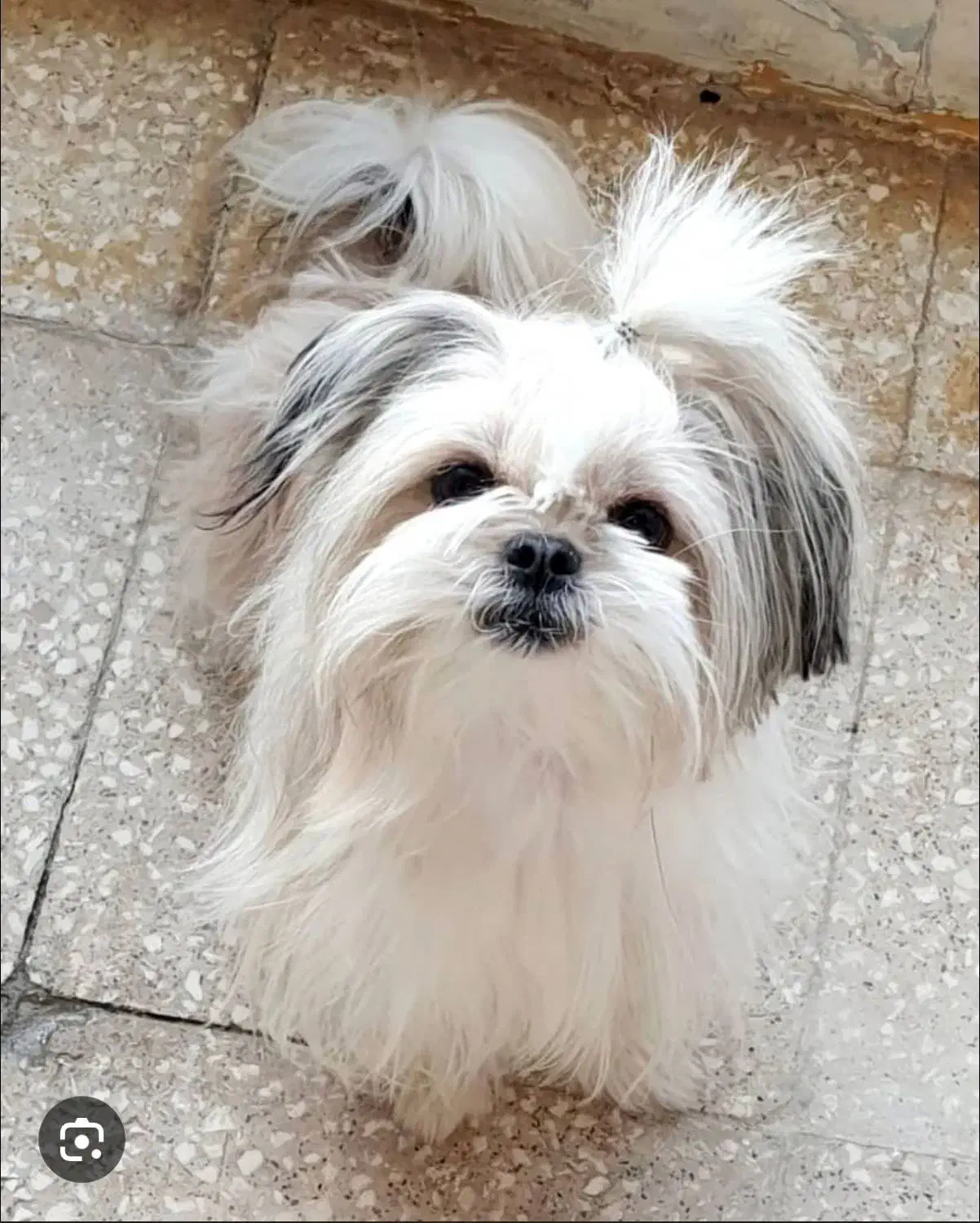 توله پاکوتاه نژاد شیتزو|سگ|بم, |دیوار