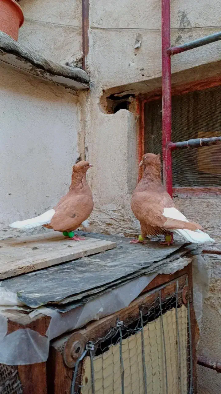 جفت زردمسفید کاکلی نامبروان|پرنده|مشهد, قائم|دیوار