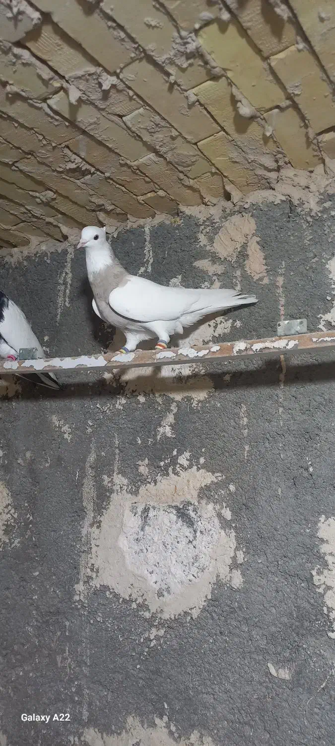 طوقی وکله سیاه|پرنده|خرمشهر, |دیوار