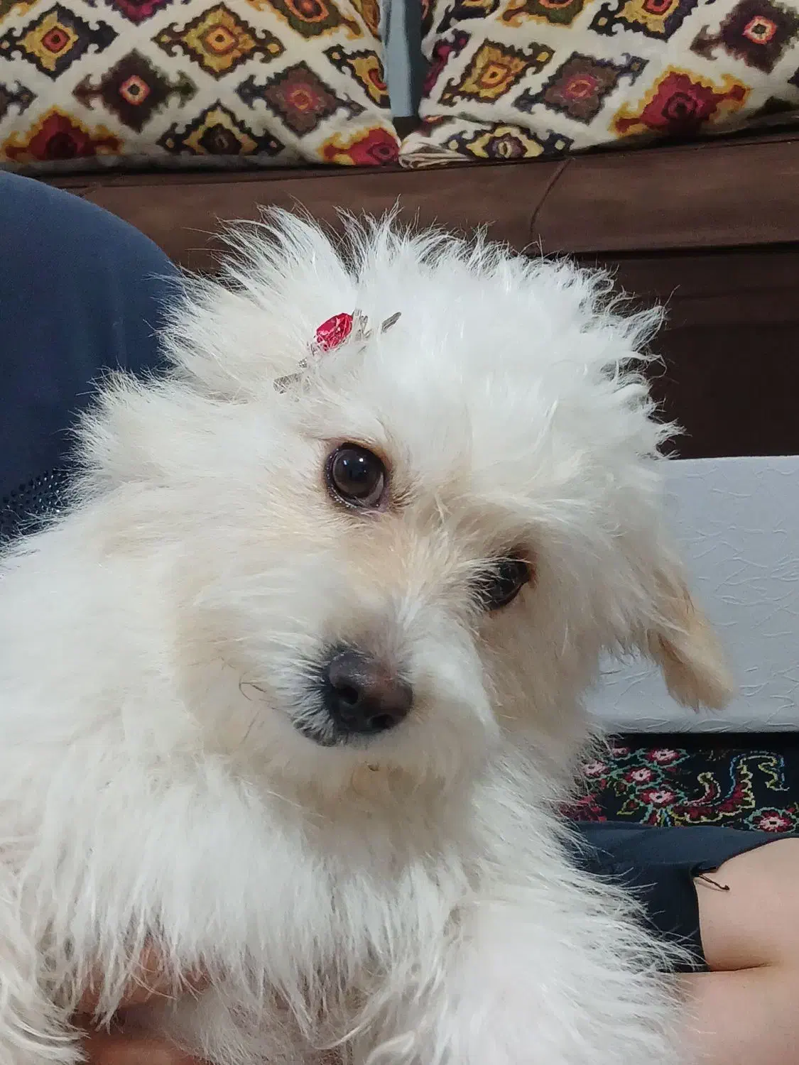 حیوان|سگ|جوادآباد, |دیوار