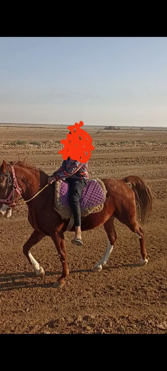 مادیان خالص ایرانی|اسب و تجهیزات اسب‌سواری|چمران, |دیوار