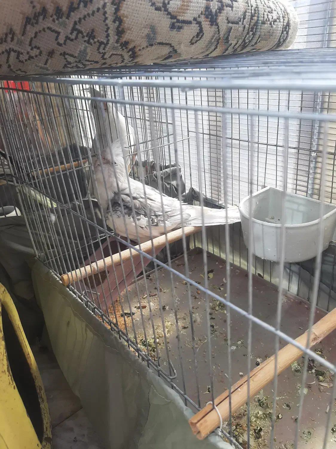 آلبینو عروس هلندی|پرنده|کرج, گلشهر|دیوار