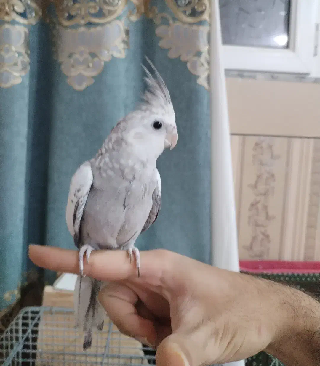 عروس هلندی ایزابلا نر|پرنده|شوشتر, |دیوار