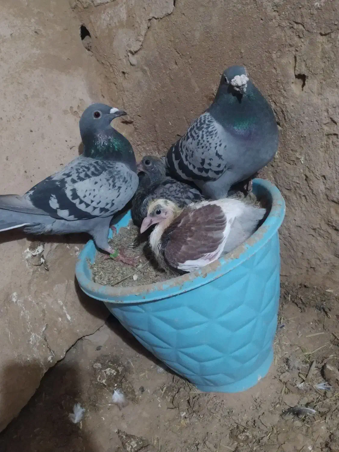 کفتر|پرنده|فاروج, |دیوار