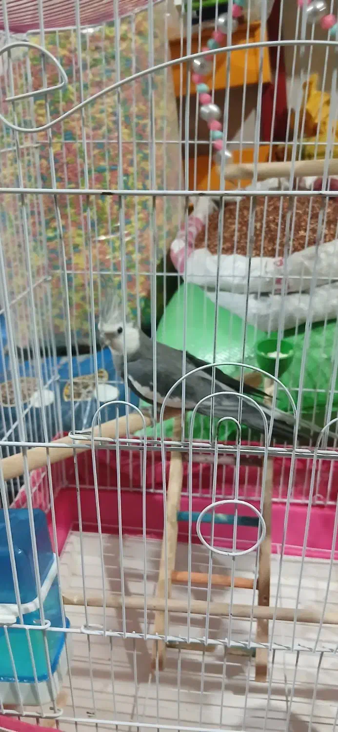 عروس هلندی|پرنده|خزل, |دیوار