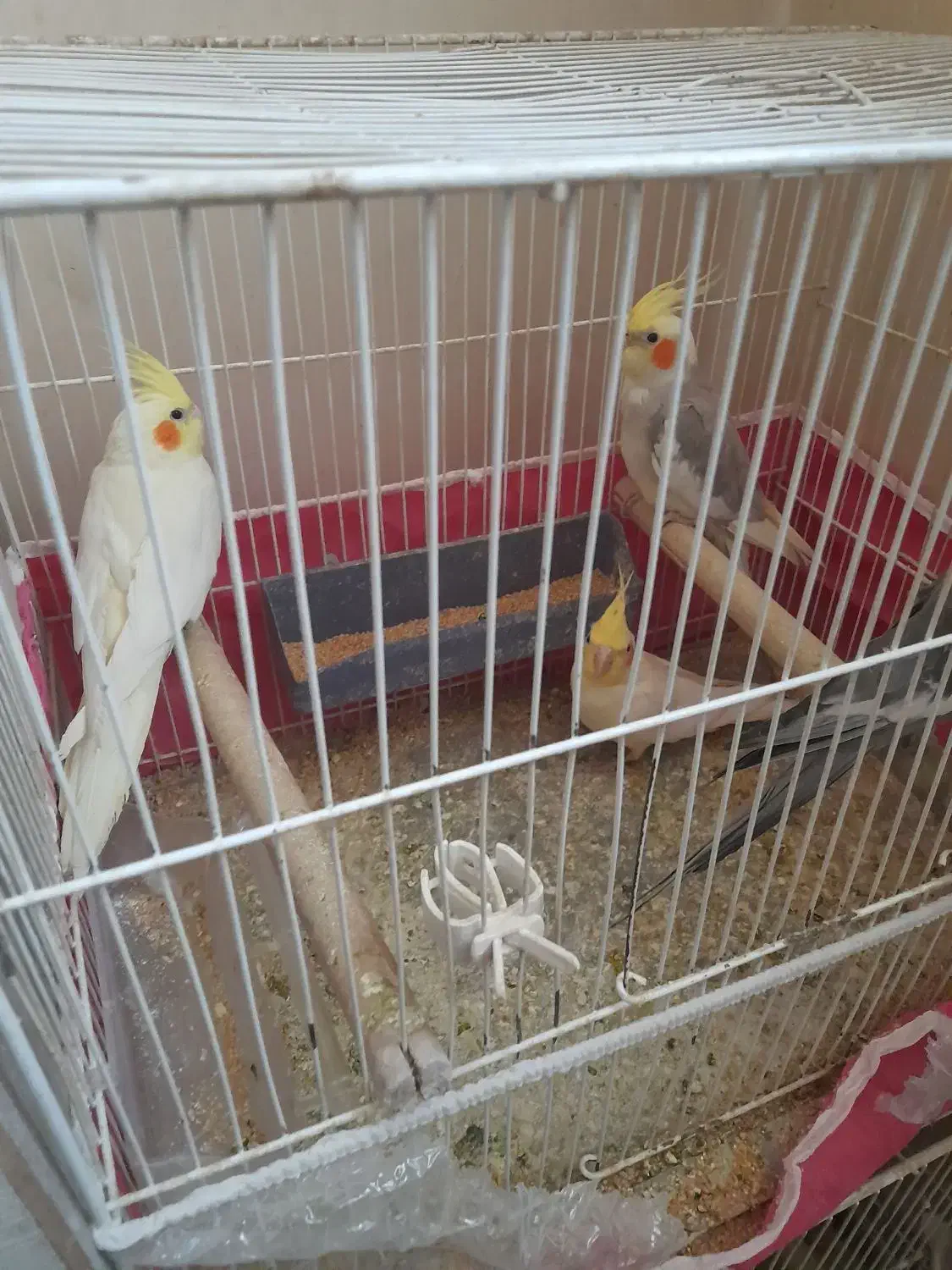 عروس هلندی|پرنده|کرمان, |دیوار