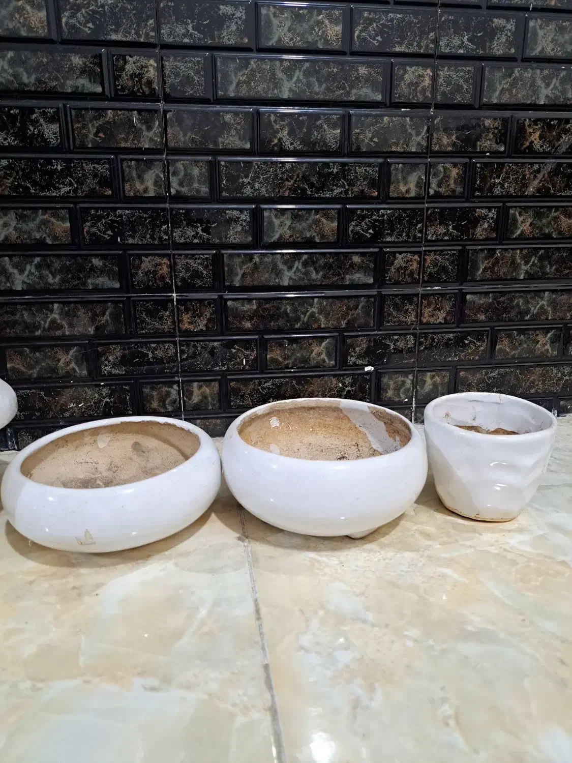 گل آپارتمانی بنسای و کاکتوس گلدان سرامیکی|گل و گیاه طبیعی|شیراز, تندگویان|دیوار