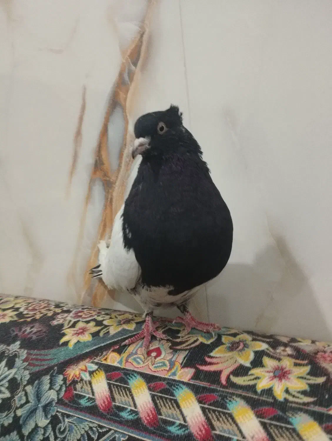 کفتر ماده کله سیاه|پرنده|پلدختر, |دیوار