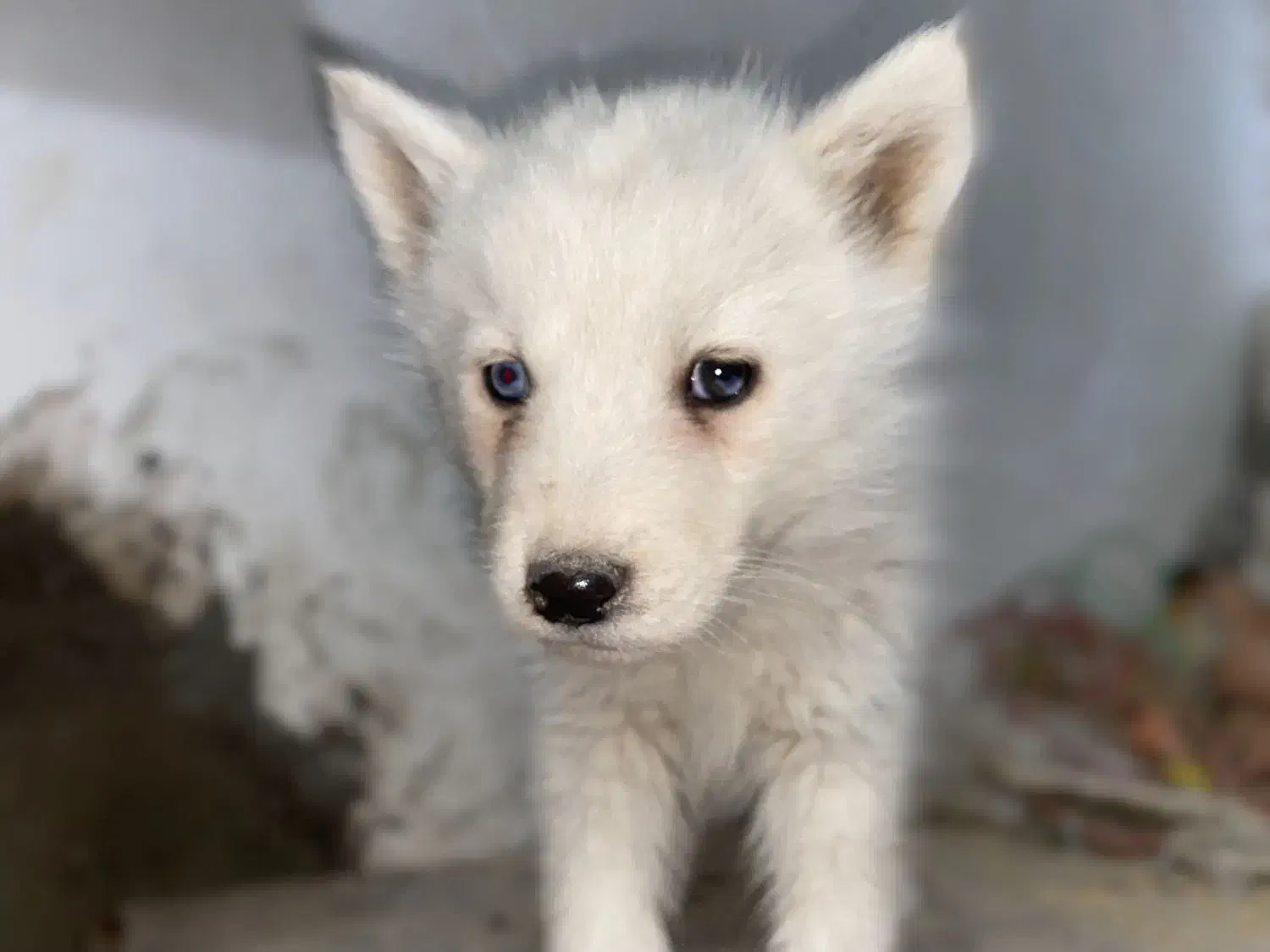 سگ هاسکی|سگ|سیرجان, |دیوار