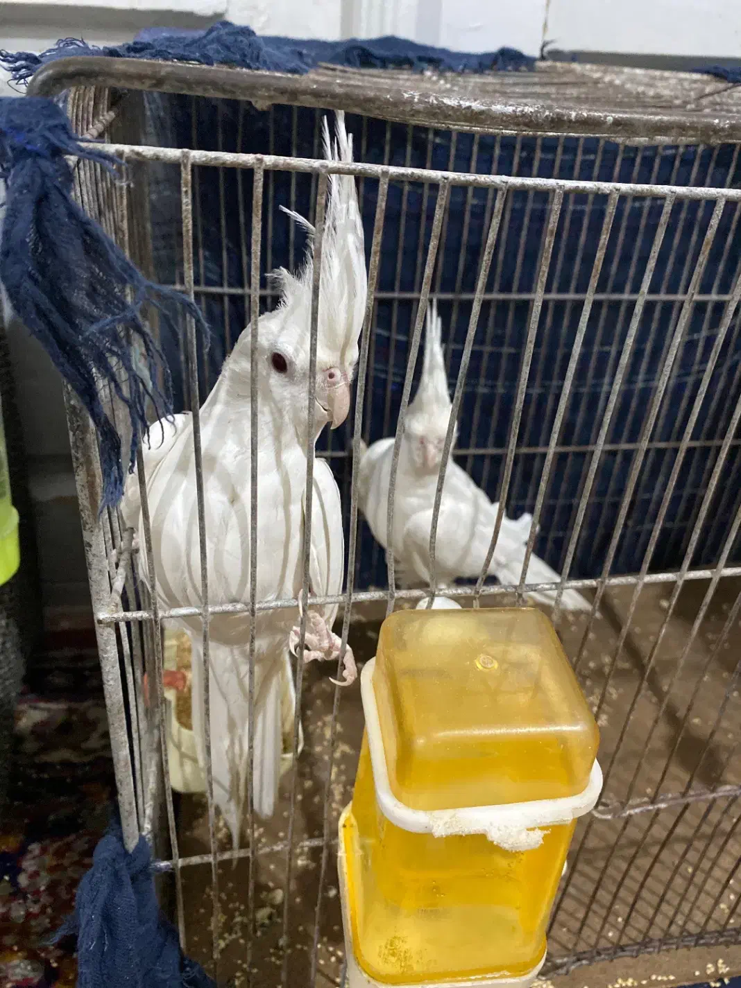 عروس هلندی البینو|پرنده|درگز, |دیوار