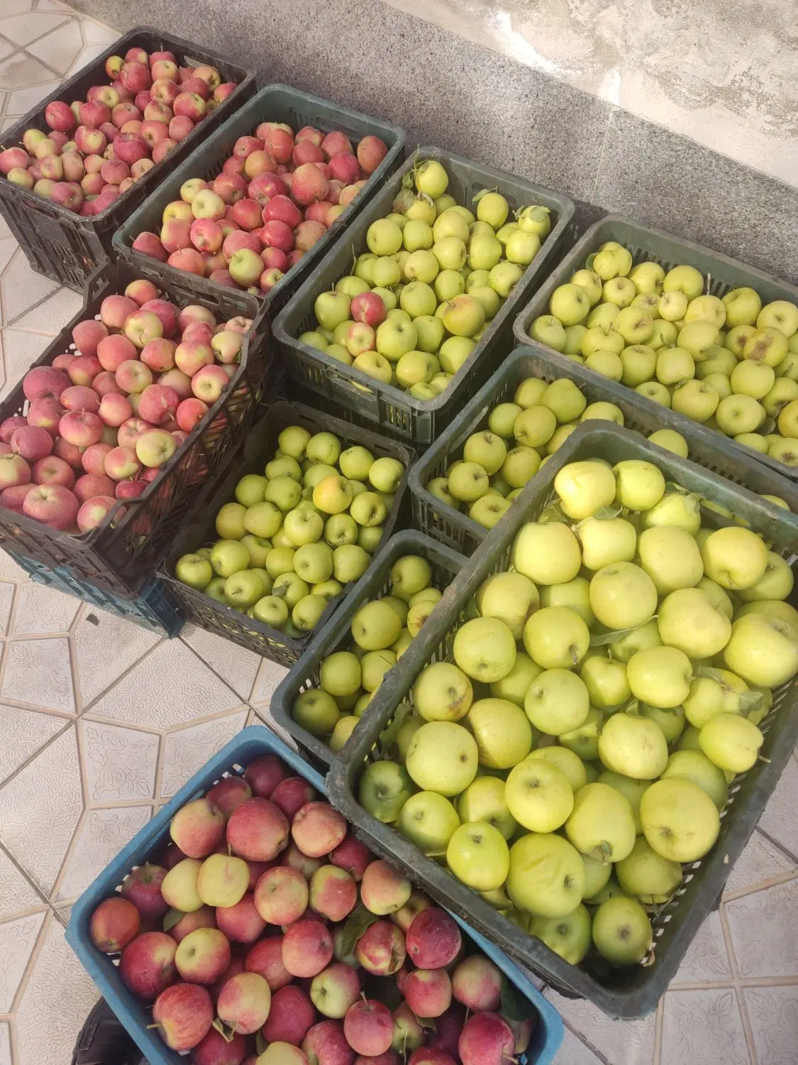 سیب|خوردنی و آشامیدنی|مرند, |دیوار