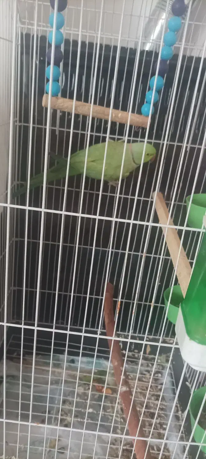 طوطی ملنگو نربا قفس وعروس هلندی نر و ماده بالغ با|پرنده|شیراز, درکی|دیوار