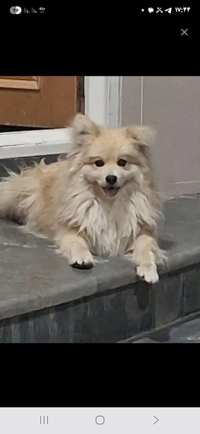 لطفا هر که این حیوون پیدا کرد خبر بده|سگ|یزد, |دیوار