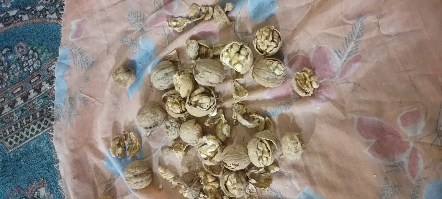 گردو|عمده‌فروشی|قوچان, |دیوار