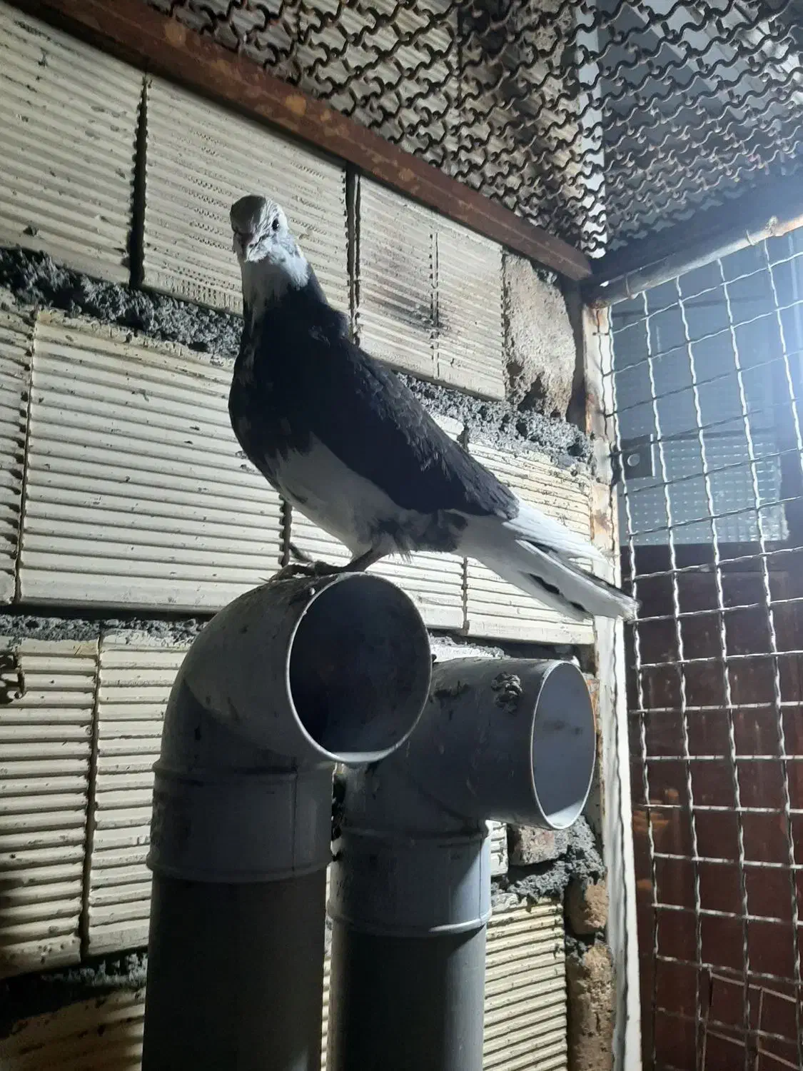 تعدادی کفتر|پرنده|اراک, |دیوار