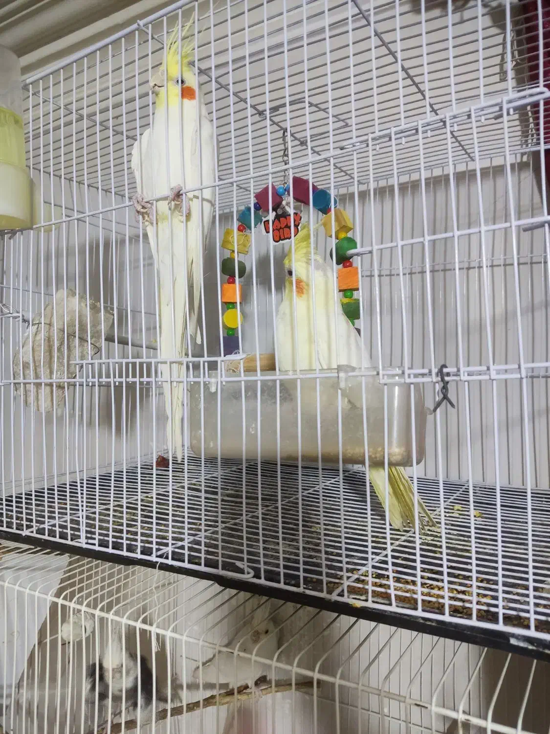 فروش یک جفت عروس هلندی|پرنده|سراوان, |دیوار