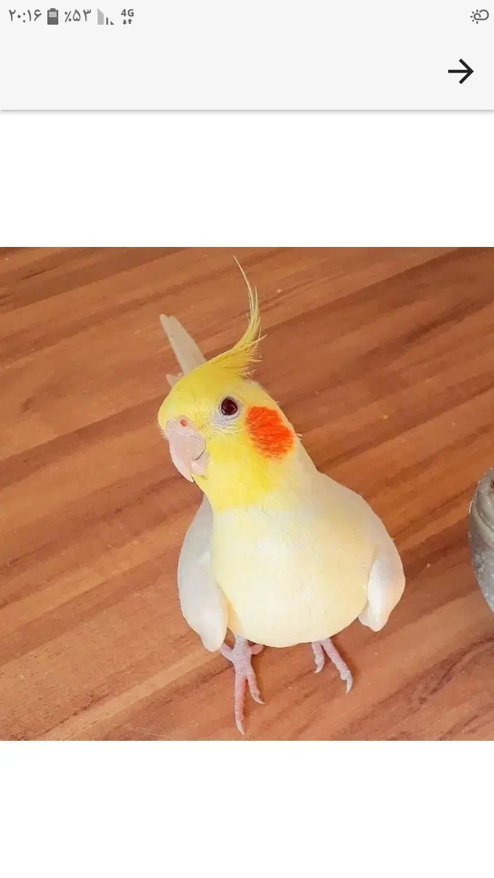 گمشده سر چشمه یک ماپیش|حیوانات|شهرکرد, |دیوار