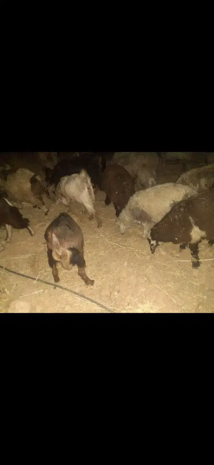 مرغ و خروس . بره کهره|حیوانات مزرعه|شیراز, جوادیه|دیوار