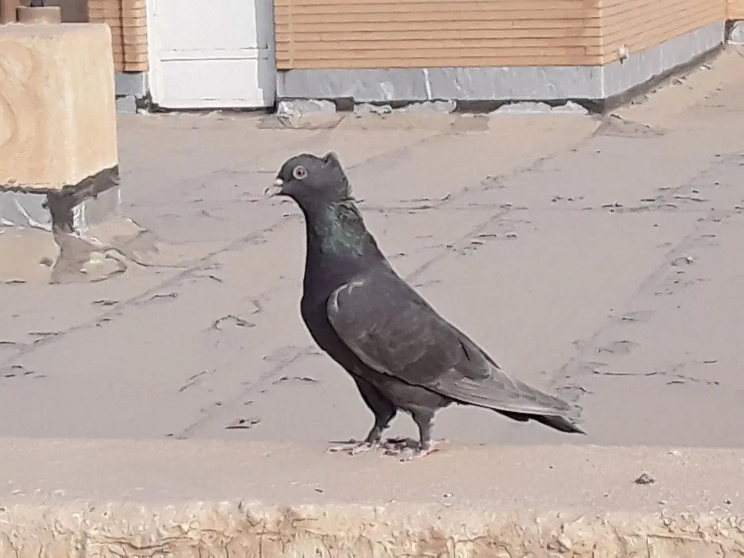 کبوترقهوای|پرنده|بهبهان, |دیوار