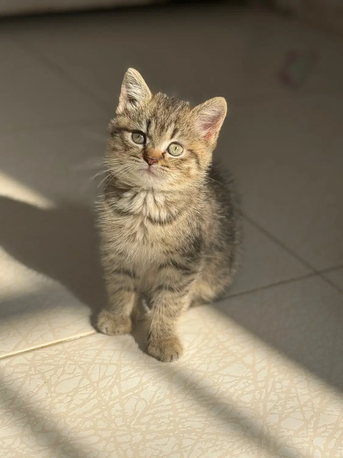 بچه گربه بریتیش|گربه|ساری, |دیوار