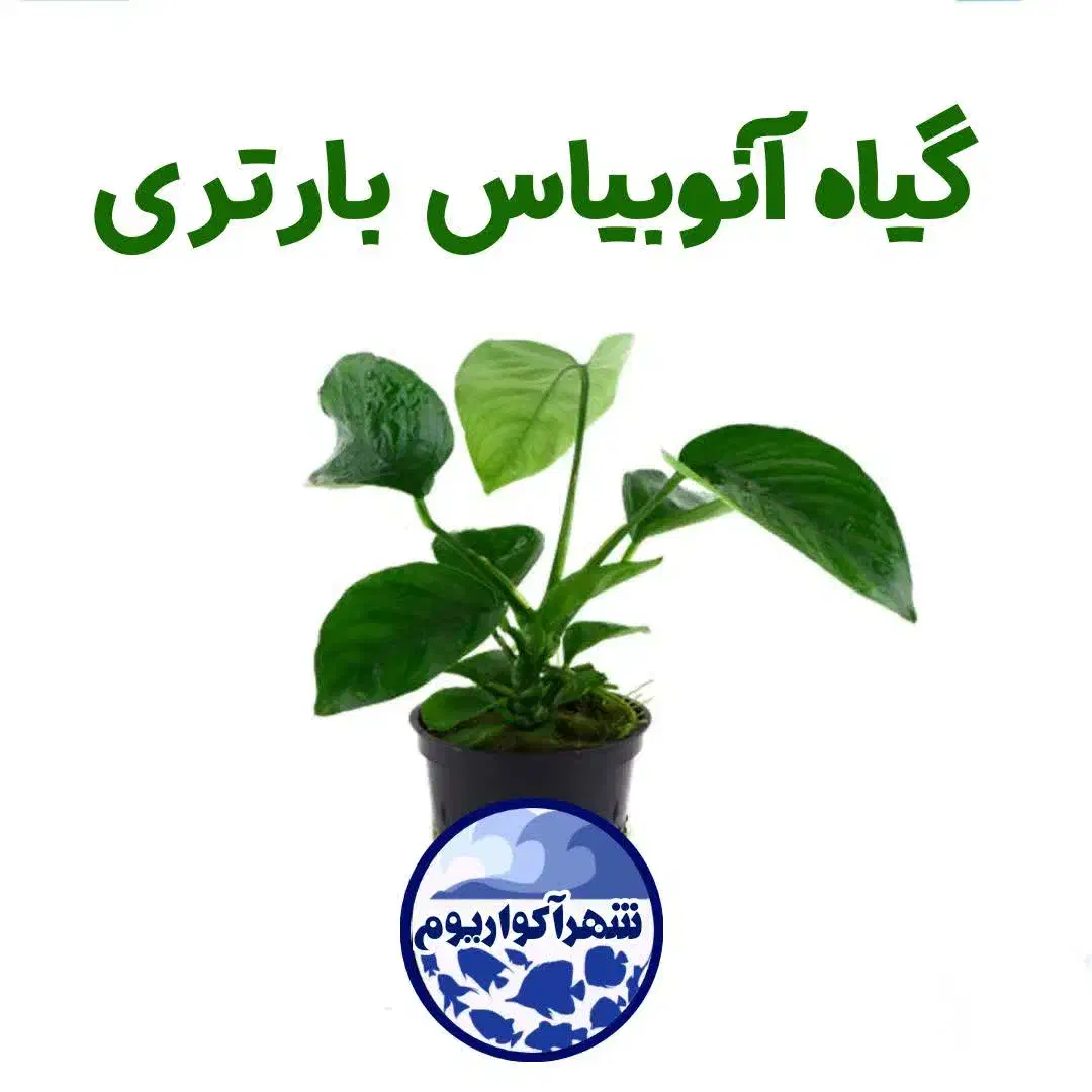گیاهان آبزی (آکواریومی)|ماهی|قم, هنرستان|دیوار