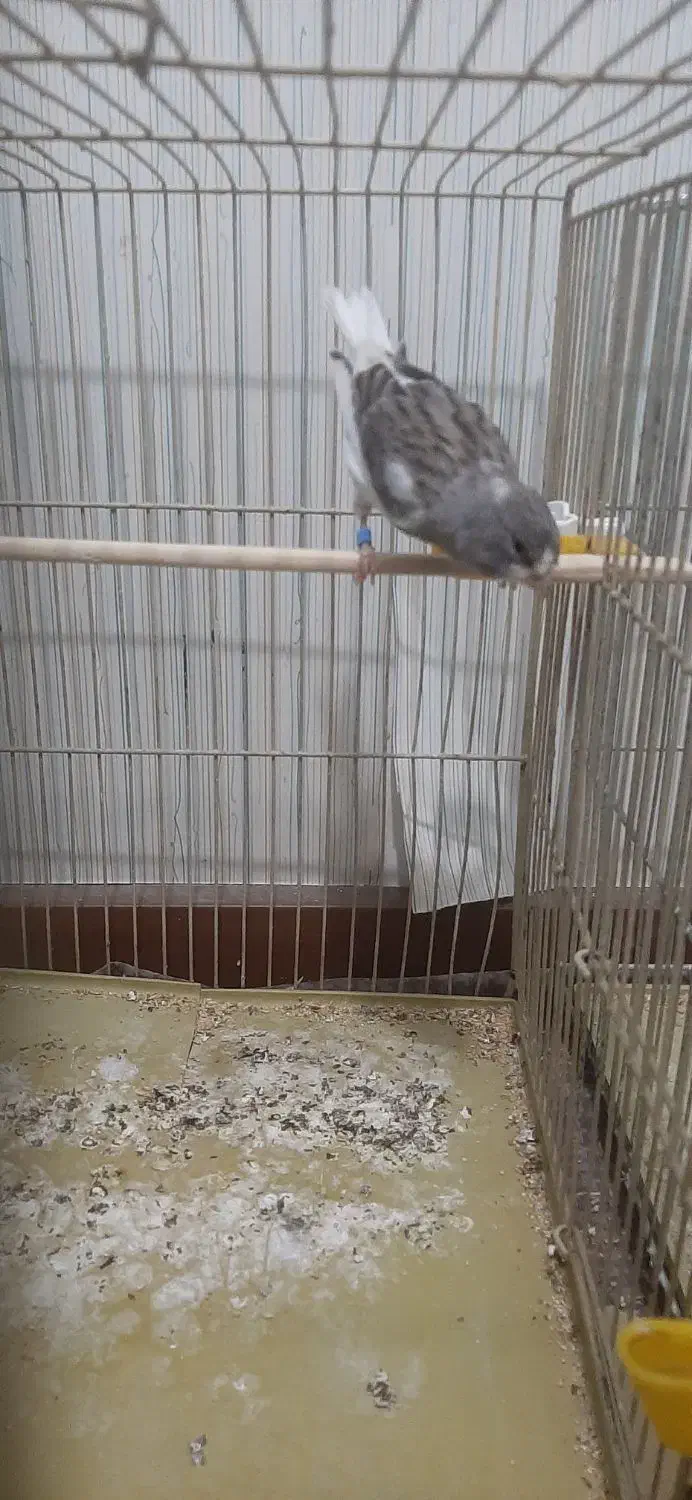 ۱ساله|پرنده|پاکدشت, پاکدشت (مامازند)|دیوار