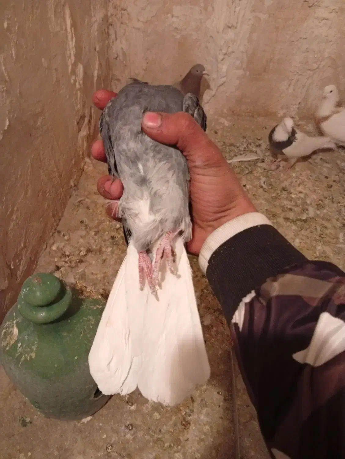 ۱۰ عدد کبوتر طوقی و نامور پراندنی|پرنده|همدان, |دیوار