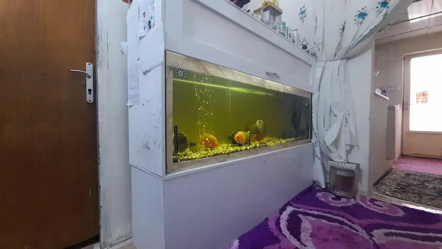 ماهی با آکواریوم فروشی|ماهی|رفسنجان, |دیوار