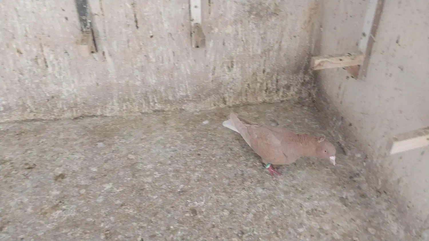 زرد دمسفید|پرنده|شیروان (خراسان), |دیوار