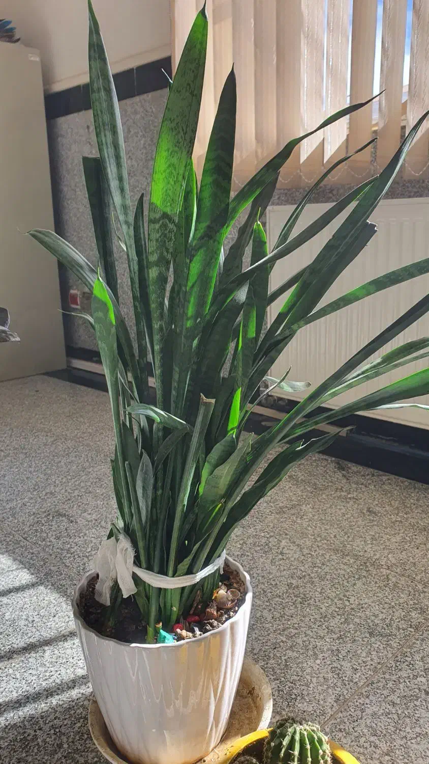 ۹ عدد گل طبیعی سرحال|گل و گیاه طبیعی|بانه, |دیوار