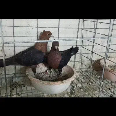 کبوتر آرشینگل مولد با جوجه دونخور|پرنده|باغستان, |دیوار