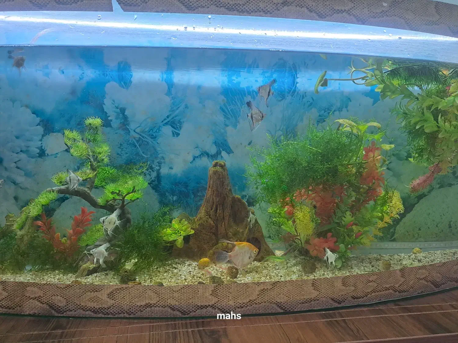 انواع ماهی زبرا ،آنجل سه خط ،آنجل مولد کله پرتقالی|ماهی|ملکان, |دیوار