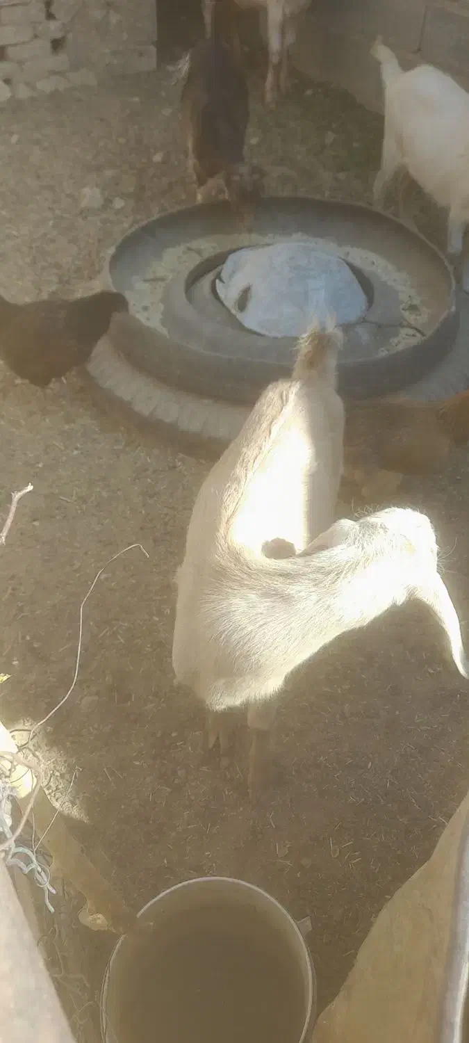 فروش بزوبزغاله|حیوانات مزرعه|فردوس (خراسان), |دیوار