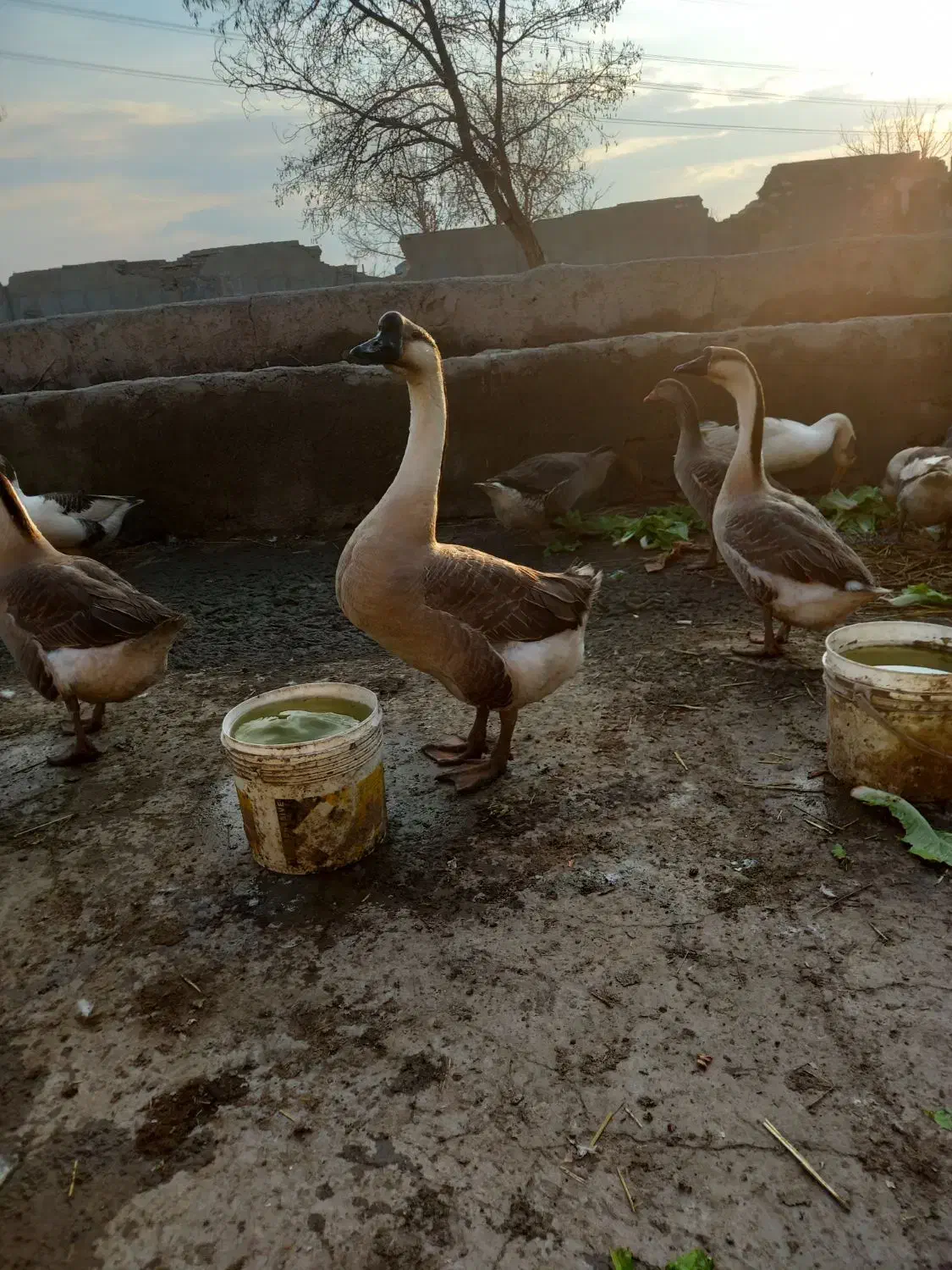 فروش غاز و قوغاز محلی|حیوانات مزرعه|آبیک, |دیوار