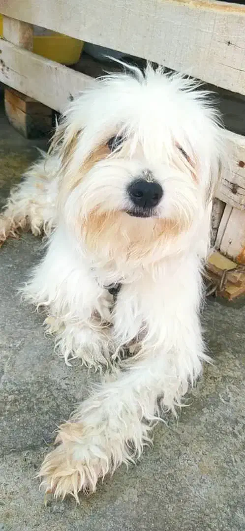 سگ شیتزو تمیز تمیز|سگ|برازجان, |دیوار