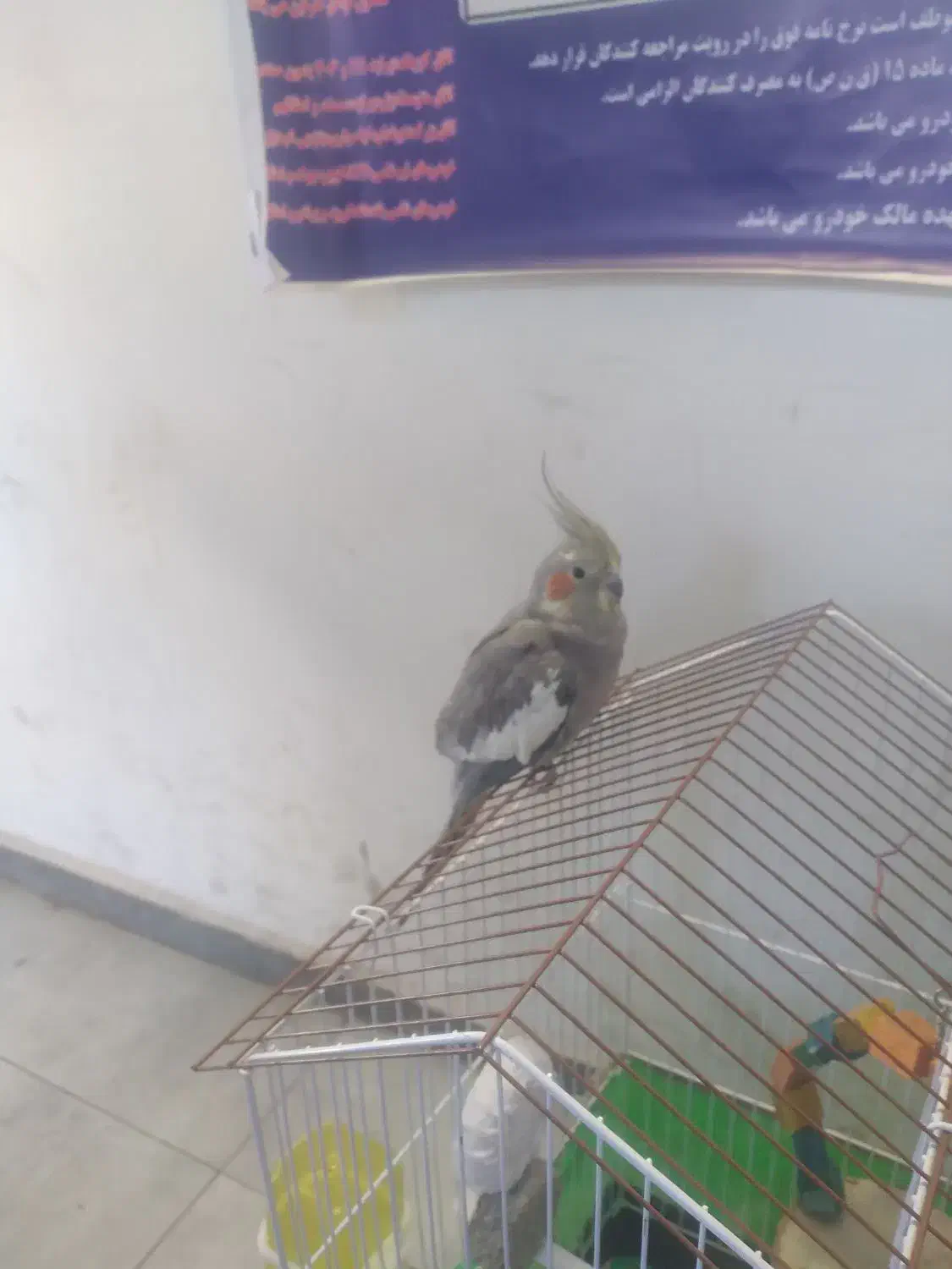 عروس هلندی ماده|پرنده|اصفهان, الهیه|دیوار